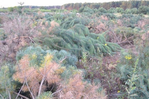 На Волині знищують ліс. ФОТО