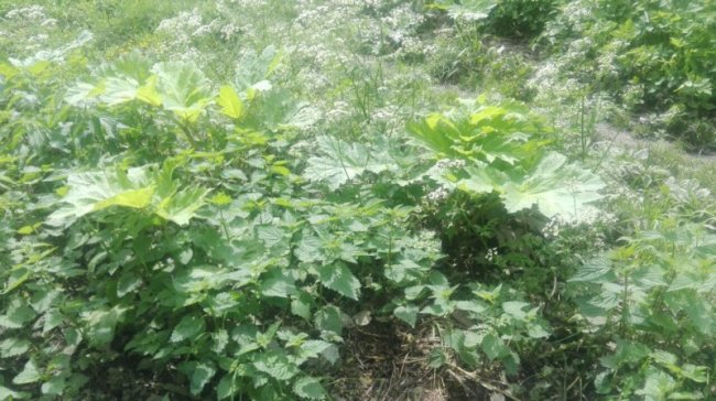 У Луцьку виявили борщівник. ФОТО
