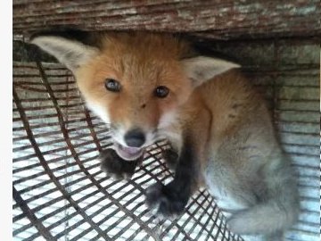 Чоловік з Волині намагається продати лисеня через інтернет. ФОТО