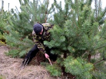 На Волині виявили «ялинкових» браконьєрів