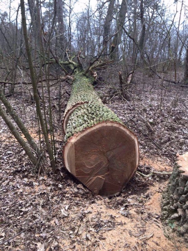 На Волині затримали рівненських дуборізів. ФОТО