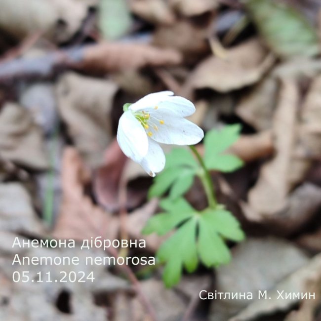 На Волині у грудні зацвіла анемона