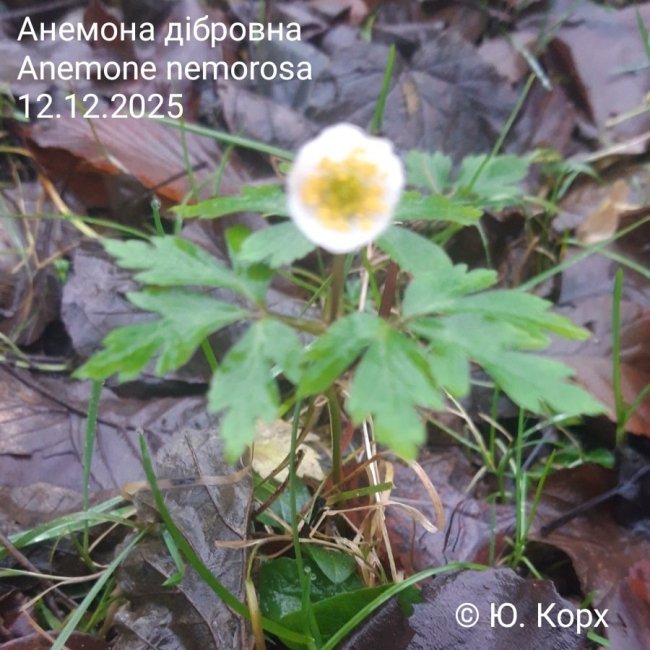 На Волині у грудні зацвіла анемона