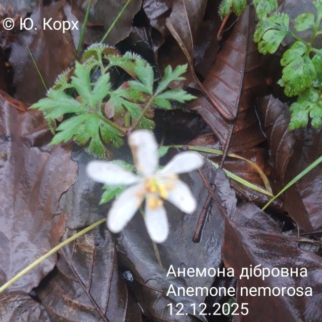 На Волині у грудні зацвіла анемона