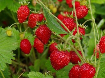 У громаді на Волині висадили великі плантації суниці