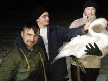 На Волині сільський голова врятував лебедя