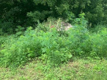 За вирощування конопель волинянину загрожує до 7 років позбавлення волі