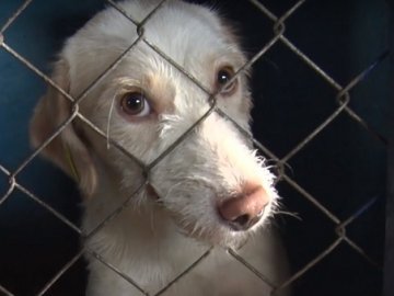 Вуличних собак у Луцьку побільшало. ВІДЕО