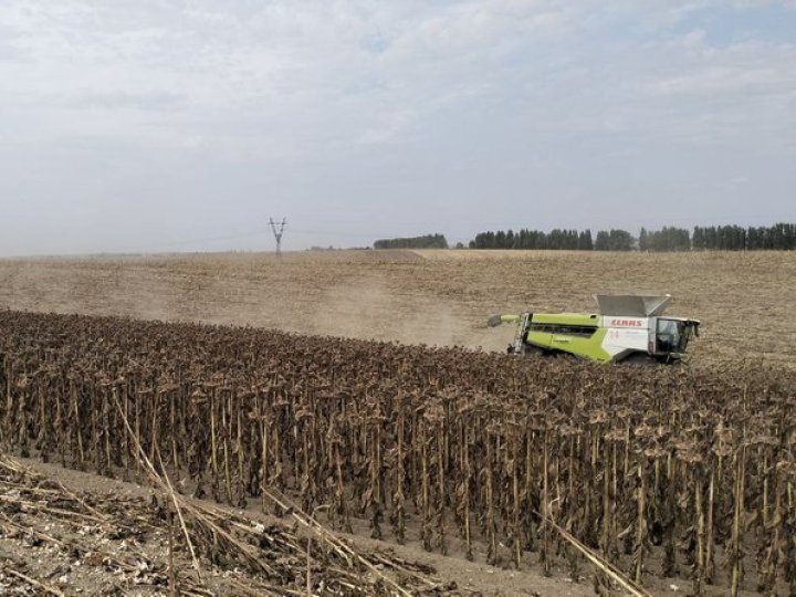 Волинь у п'ятірці областей з урожайністю соняшника: обмолотили 3 тисячі гектарів