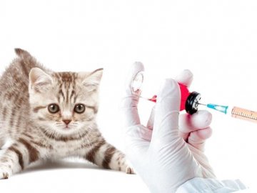 У волинському селі почали вакцинувати всіх тварин. ВІДЕО