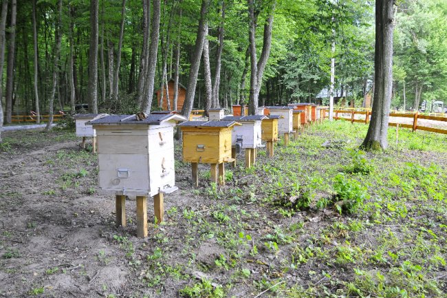 Лісові пасічники на Волині зібрали майже 4 тонни меду
