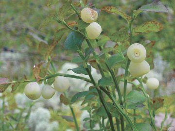 На Волині знайшли унікальну чорницю-альбіноса. ФОТО