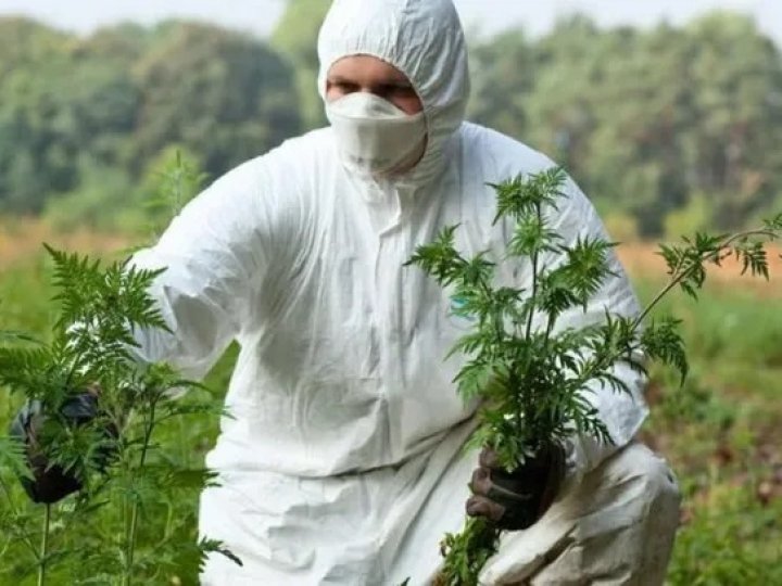 Стихійне лихо: Волинню масово шириться отруйний бурʼян