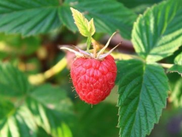 На Волині створять плантації еко-малини