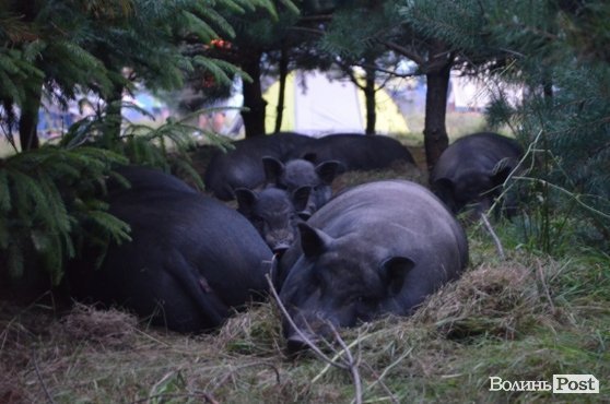 Місцеві жителі - сімейство в'єтнамських свиней