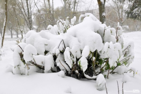 Фото снігу в Луцьку