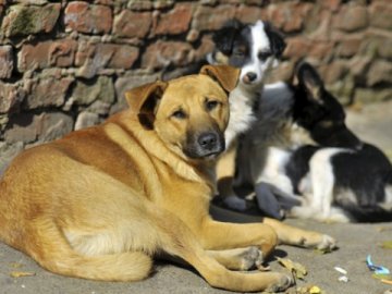 Директорка «Ласки» через брак працівників сама відловлює собак