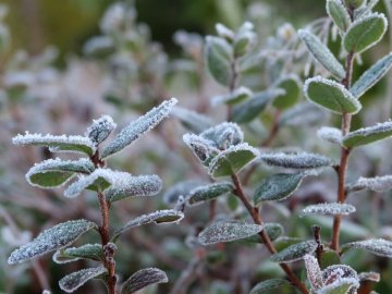 В Україні починаються заморозки