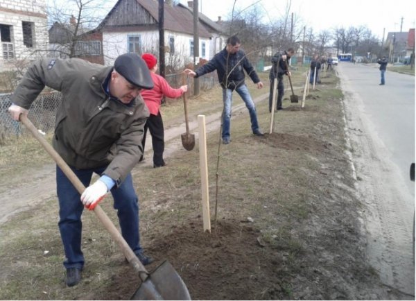 Ківерчани разом з міським головою робили вулиці зеленішими. ФОТО