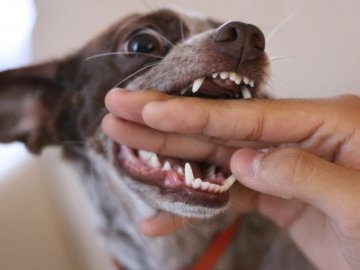 Волинські медики розповіли що робити, коли вкусив собака