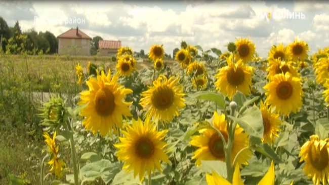 В одному з волинських сіл – масова загибель бджіл. ФОТО. ВІДЕО