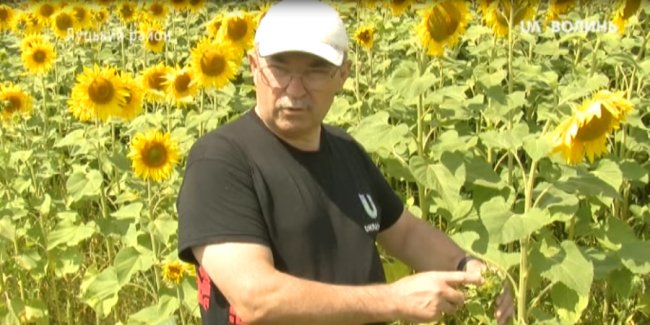 В одному з волинських сіл – масова загибель бджіл. ФОТО. ВІДЕО