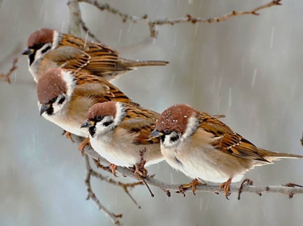 © Андрій Кисельов