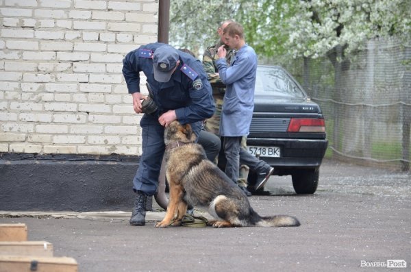 Як живуть та тренуються службові собаки. ФОТО