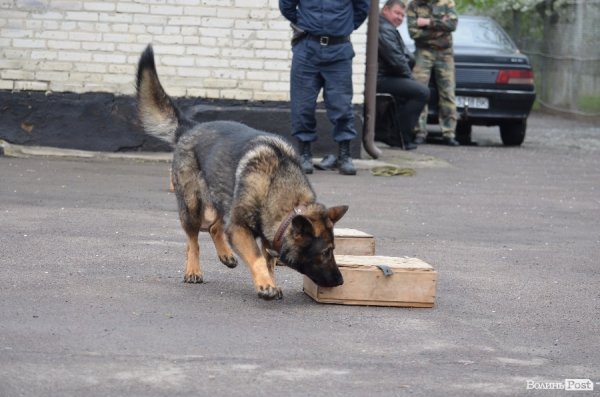 Як живуть та тренуються службові собаки. ФОТО