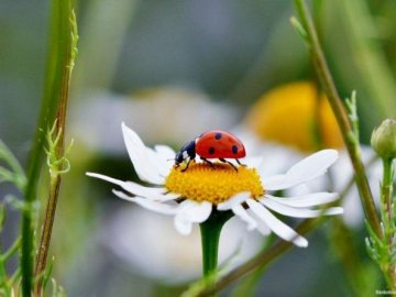 Погода у Луцьку та Волинській області на суботу, 3 липня