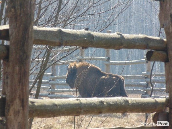 В лісі на Волині знайшли рештки зубра. ФОТО