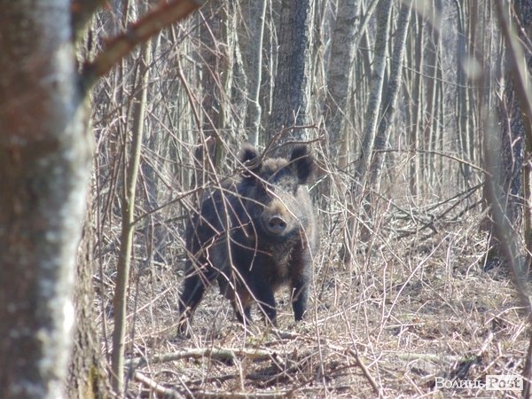 В лісі на Волині знайшли рештки зубра. ФОТО