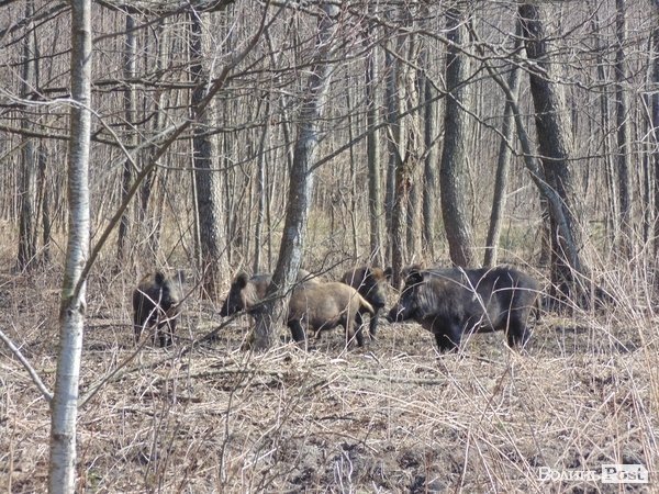 На території помітили близько 16 диких кабанів