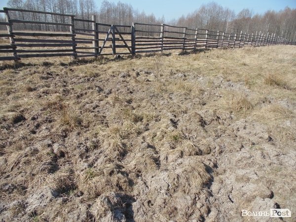 Пасовисько зубрів