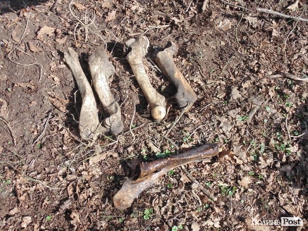 Рештки зубрів