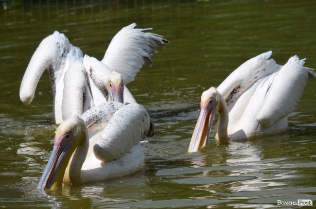Дітям атовців влаштували екскурсію Луцьким зоопарком