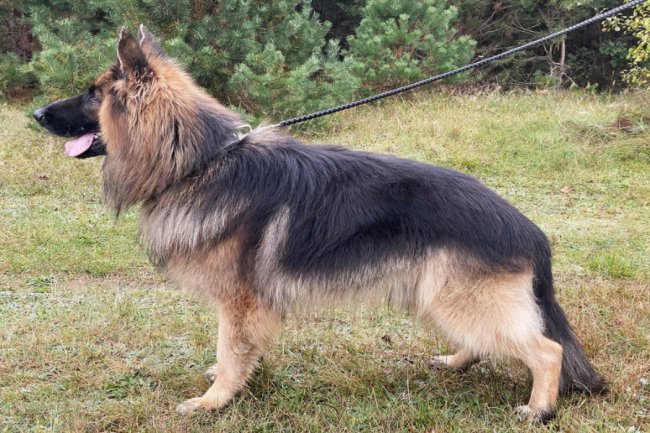 Нагородили службового пса нацгвардійців, який під час патрулювання Луцька знайшов набої в авто. ФОТО