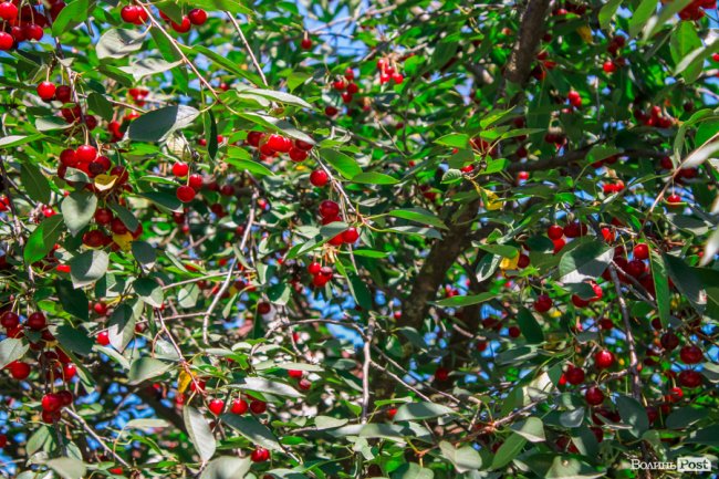 Безіменна вулиця і неназваний ставок: чим особливий неквапливий Вишків. ФОТО