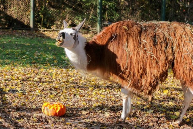 У Луцькому зоопарку відгуляли свято гарбуза: як це було. ФОТО