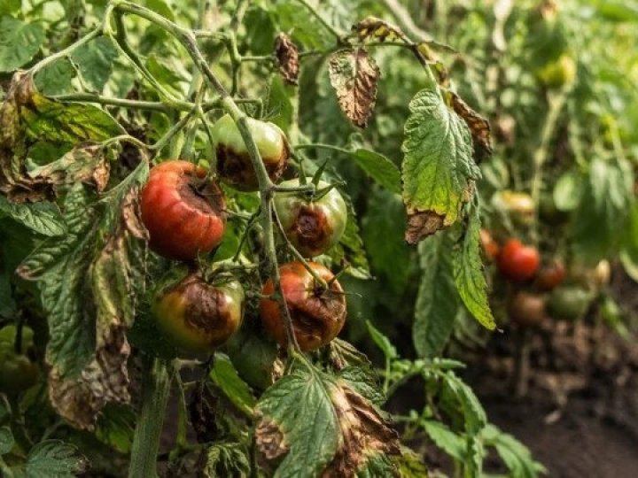 Фітофтора на помідорах: помилка, через яку можна втратити врожай