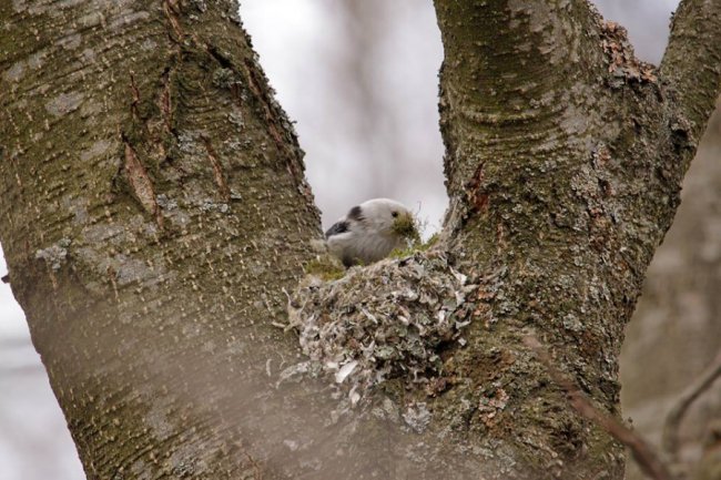 Дивовижна мить: волинський фотограф упіймав синиць за майструванням гнізда. ФОТО
