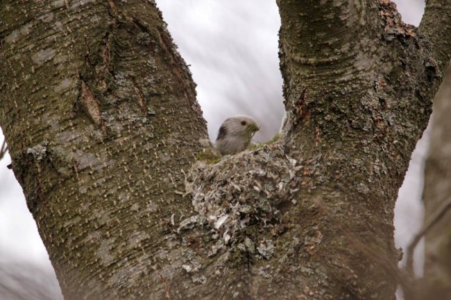 Дивовижна мить: волинський фотограф упіймав синиць за майструванням гнізда. ФОТО