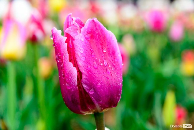 Попри негоду «Волинська Голландія» гостинно зустрічає гостей. ФОТО