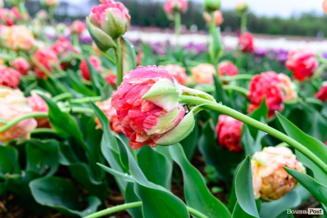 Попри негоду «Волинська Голландія» гостинно зустрічає гостей. ФОТО