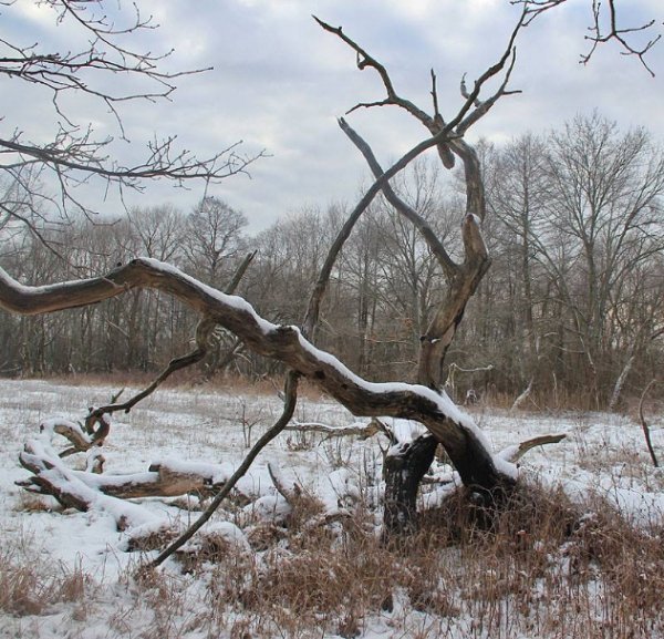 Красиві фото зими у волинському Поліссі 