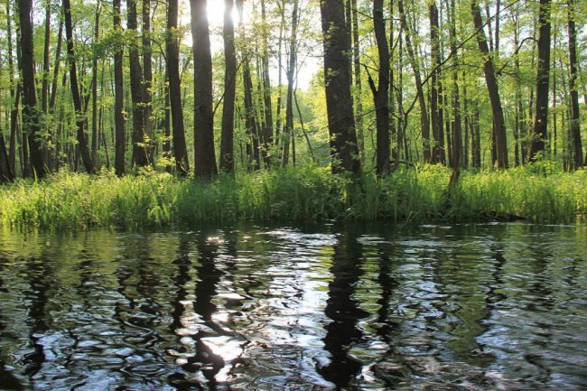 Волинський фотограф показав красу «високої води» річки Стохід. ФОТО