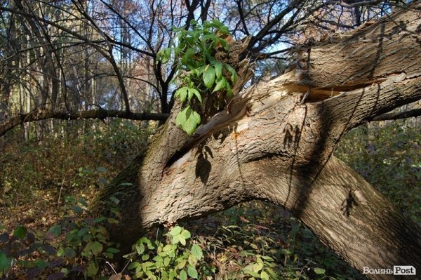 Парк у Луцьку: осіння краса і людська байдужість. ФОТО