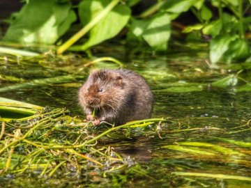 Водяні щурі біля луцької Сапалаївки: чи є загроза для містян. ВІДЕО