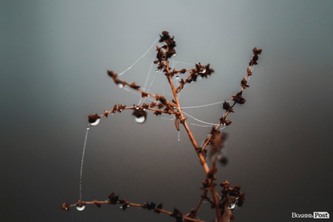 Туманний Луцьк: неймовірні фото 