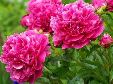 Погода в Луцьку та Волинській області на вівторок, 28 травня